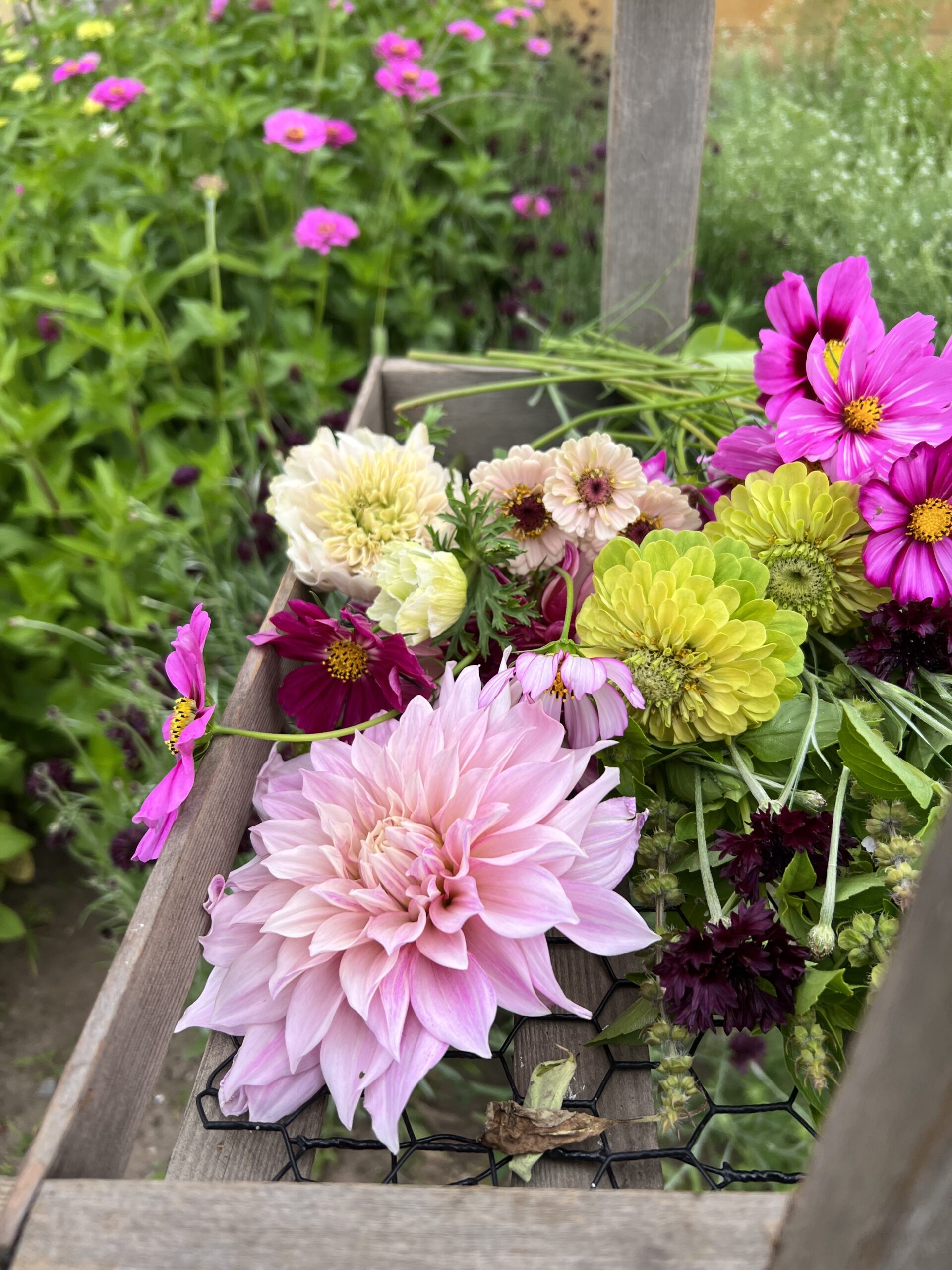 Central Wisconsin specialty cut flower grower bouquet